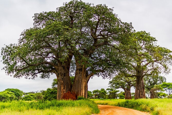 Private Safari in Tarangire National Park - Baobabs, huts, and the road to the park