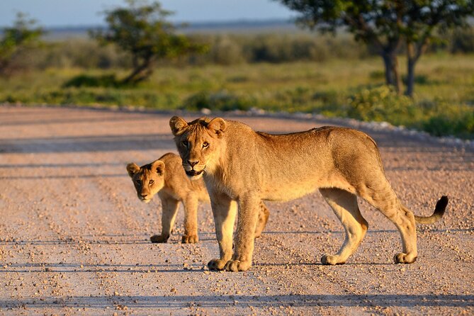 Private Safari in Tarangire National Park - Morning game drive inside Tarangire
