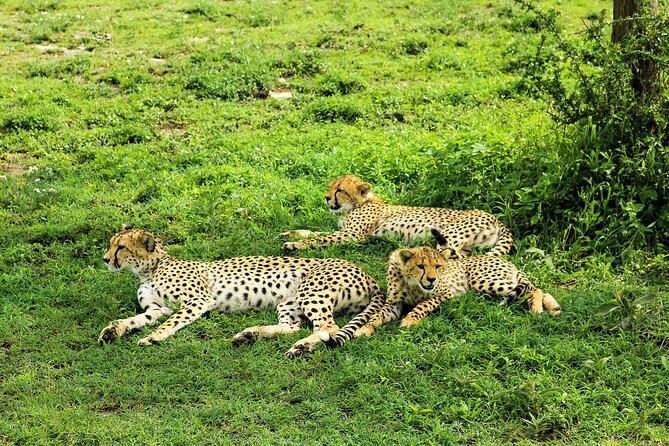 Private Safari in Tarangire National Park - The value of a private guide