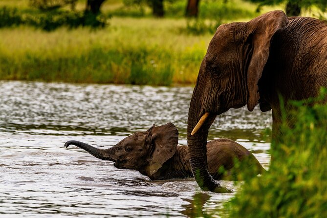 Private Safari in Tarangire National Park - Picnic lunch and the afternoon drive