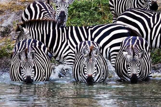 Private Safari in Tarangire National Park - The 7:00 am journey from Arusha