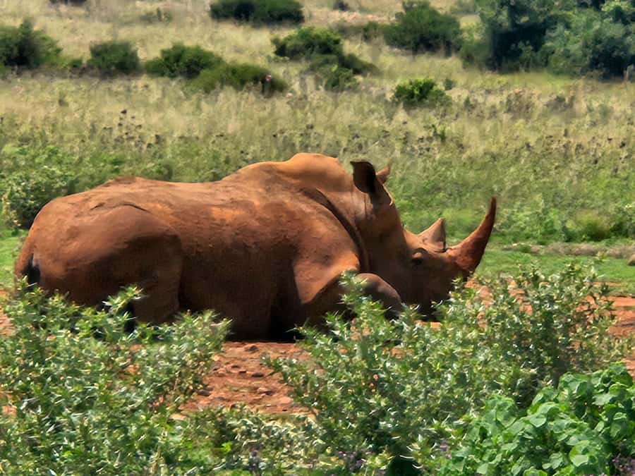 Private Safari Tour: Pilansberg National Park Big 5 - Key points to know before you book