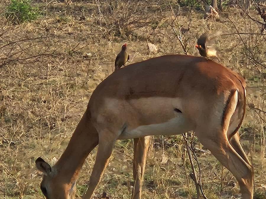 Private Safari Tour: Pilansberg National Park Big 5 - Who should book this safari
