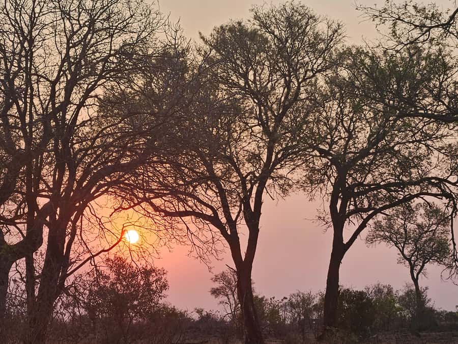 Private Safari Tour: Pilansberg National Park Big 5 - Lunch inside the reserve