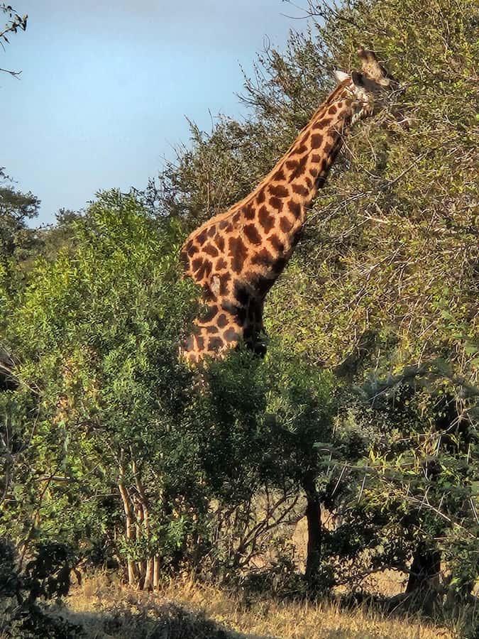 Private Safari Tour: Pilansberg National Park Big 5 - The return to Johannesburg and possible extensions