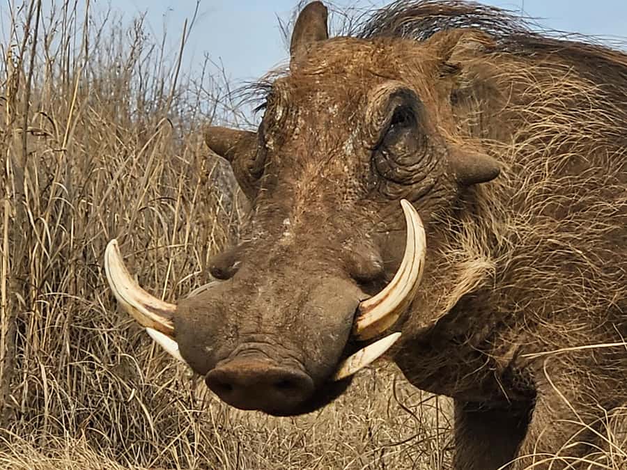 Private Safari Tour: Pilansberg National Park Big 5 - What the $155 price really covers
