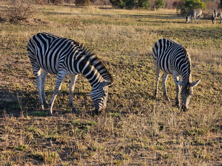 Private Safari Tour: Pilansberg National Park Big 5 - How to prepare for better sightings