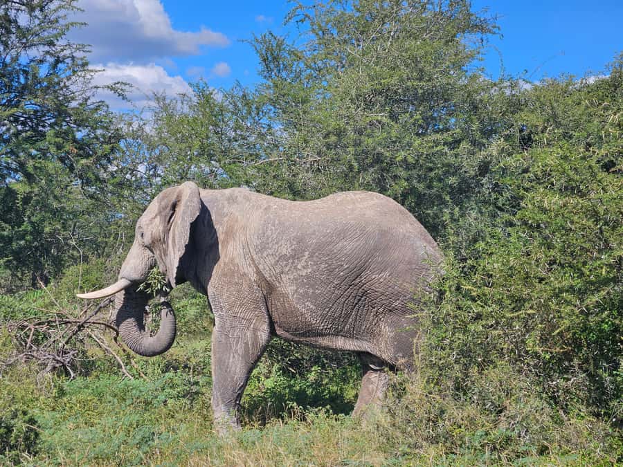 Private Safari Tour: Pilansberg National Park Big 5 - Your 6 am pickup and drive to the reserve