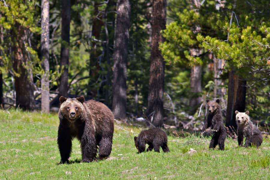 Private Sunrise Tour of Grand Teton National Park - Why Sunrise Works So Well in Grand Teton