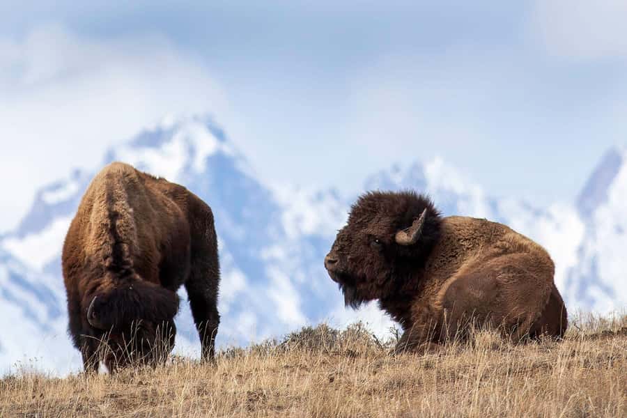 Private Sunrise Tour of Grand Teton National Park - The Teton Range, Geology, and Park History