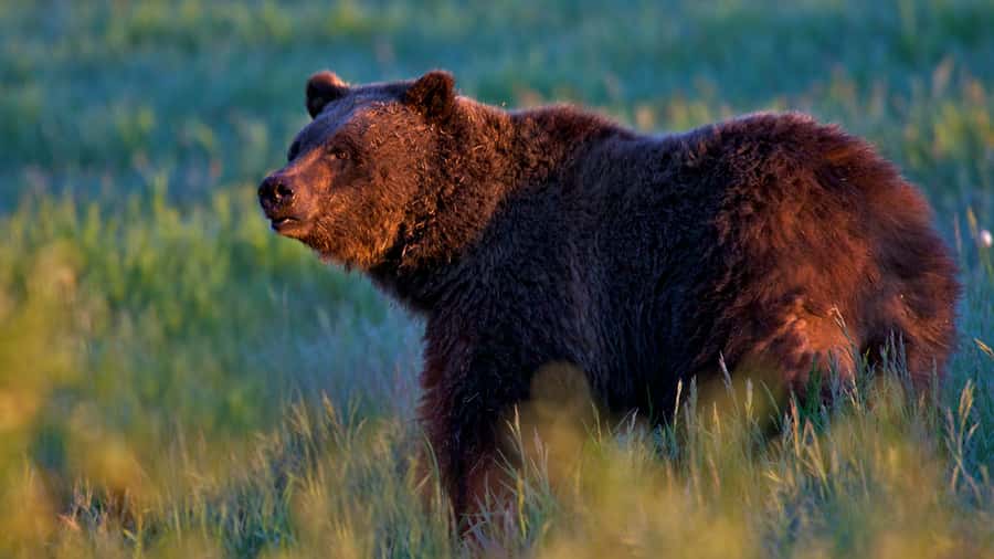 Private Sunrise Tour of Grand Teton National Park - Is $870 a Fair Price?