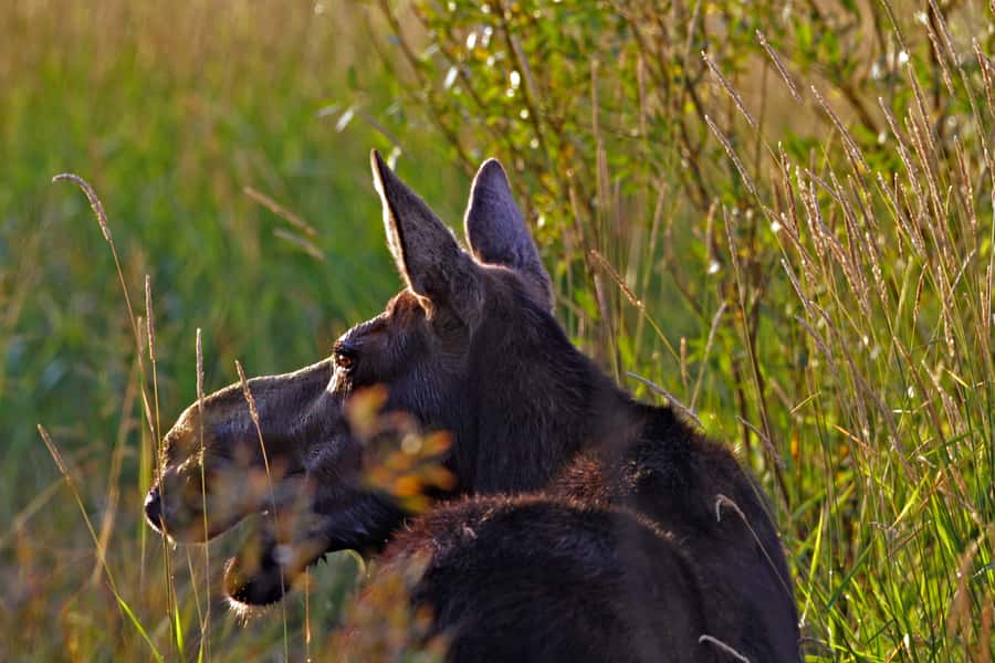 Private Sunrise Tour of Grand Teton National Park - Who Will Get the Most From This Tour