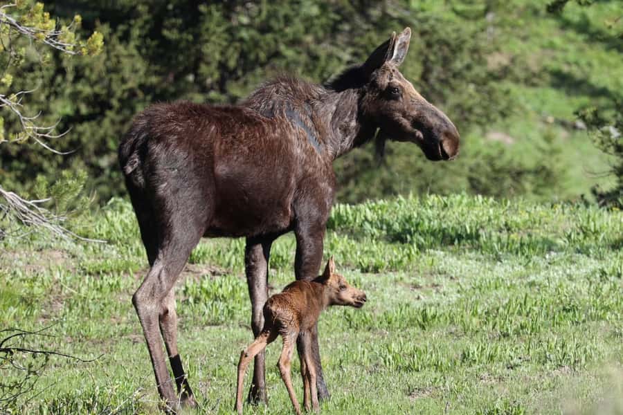 Private Sunset Safari of Grand Teton National Park - Pickup in Jackson Hole and a Comfortable Start