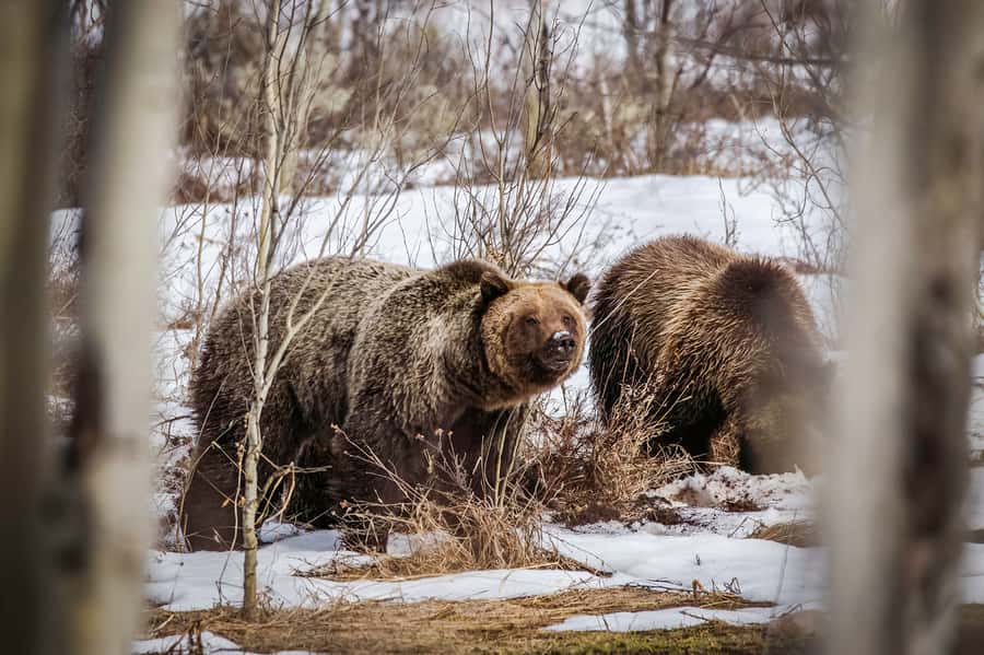 Private Sunset Safari of Grand Teton National Park - The Animals You Might See