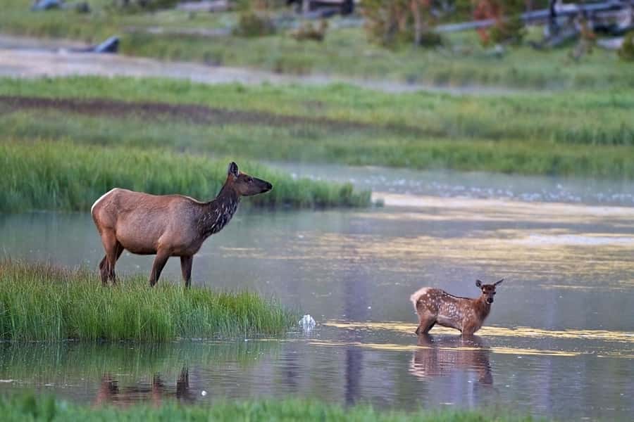 Private Sunset Safari of Grand Teton National Park - Why the Private Price May Make Sense