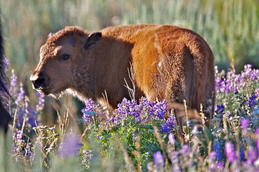 Private Sunset Safari of Grand Teton National Park - Who Will Get the Most From This Tour