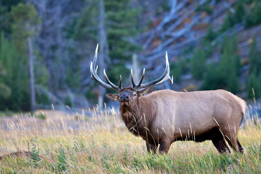 Private Sunset Safari of Grand Teton National Park - Is This Sunset Safari Worth Booking?
