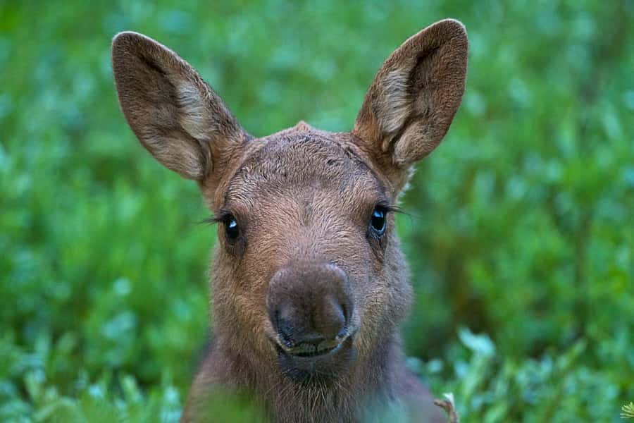 Private Sunset Safari of Grand Teton National Park - FAQ