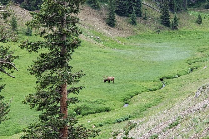 Private Three Hour Afternoon Custom Tour of Rocky Mountain National Park - A guide who teaches instead of simply pointing