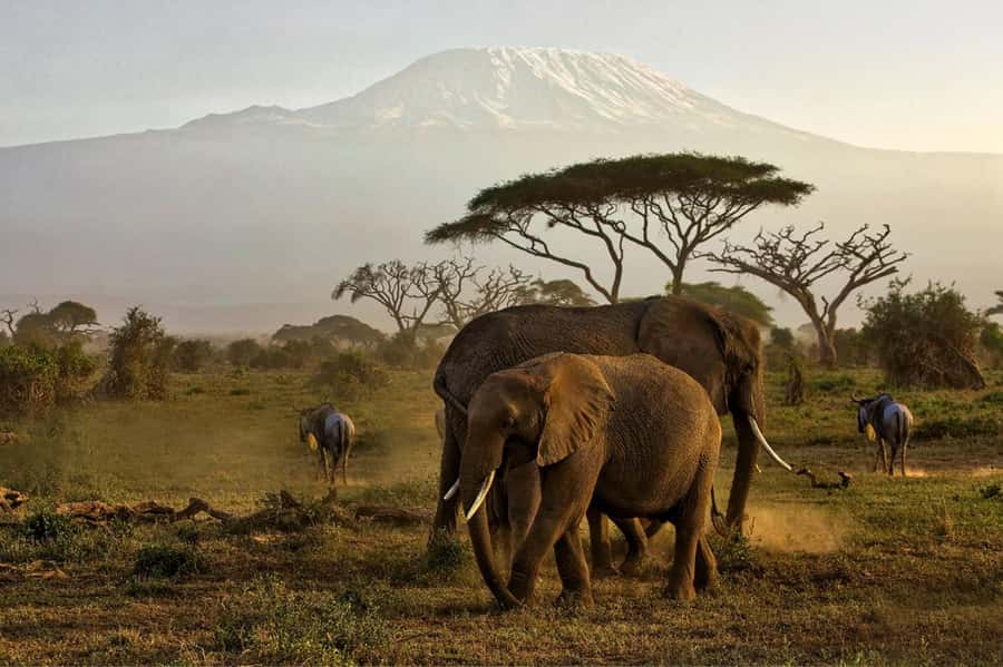 Private Tour to Amboseli National Park - Key points to know before you book