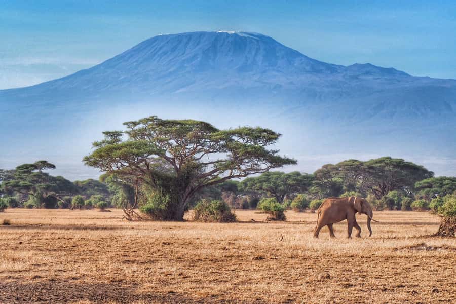Private Tour to Amboseli National Park - Kilimanjaro views and the Amboseli ecosystem