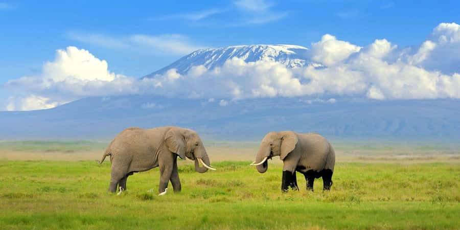 Private Tour to Amboseli National Park - Who will enjoy this private safari most