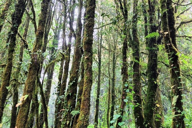 Private Tour to Chiang Mai Rice Terraces and National Park - What the reviews suggest about guiding