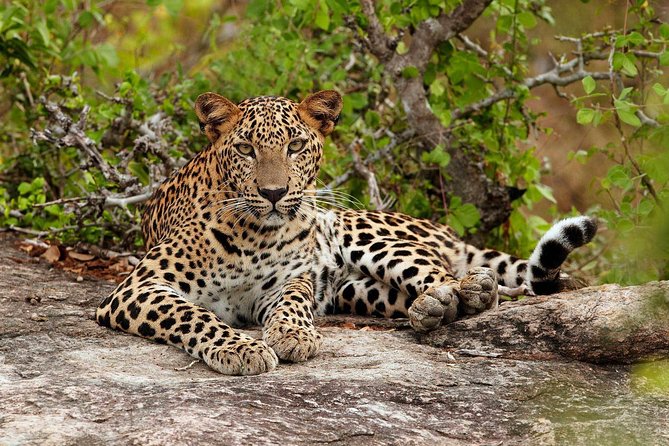 Private Trip to Sigiriya, Dambulla & safari from Colombo/ Negombo - Why this day trip works for a short Sri Lanka visit