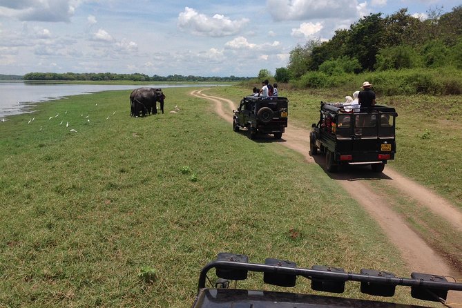 Private Trip to Sigiriya, Dambulla & safari from Colombo/ Negombo - Minneriya National Park and the elephant safari