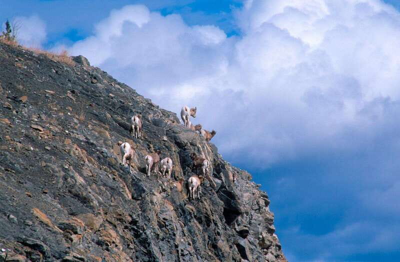 PRIVATE Wilderness and Wildlife Walking Tour - 3hrs - Leaving Canmore for quieter Rockies country