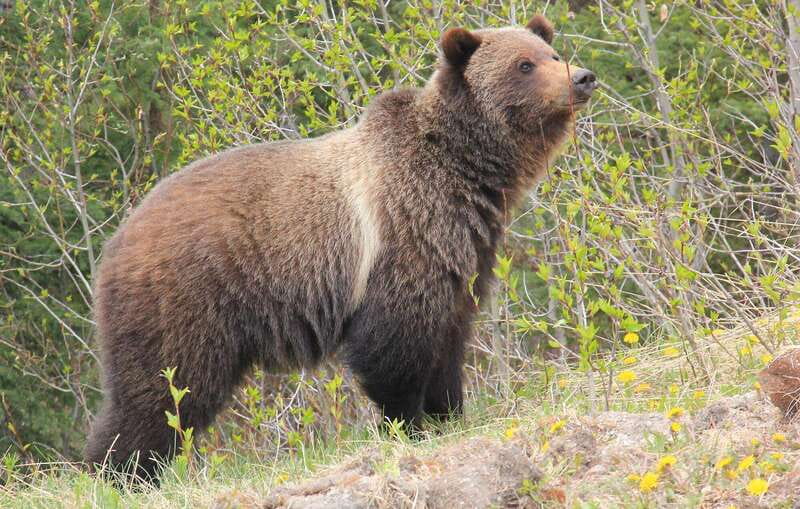 PRIVATE Wilderness and Wildlife Walking Tour - 3hrs - Booking details worth checking first