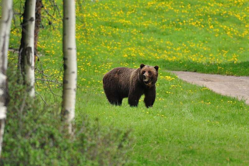 PRIVATE Wilderness and Wildlife Walking Tour - 3hrs - Walking through places chosen for wildlife