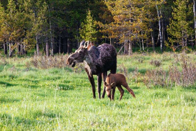 PRIVATE Wilderness and Wildlife Walking Tour - 3hrs - Views, rivers, and the quieter side of the Rockies