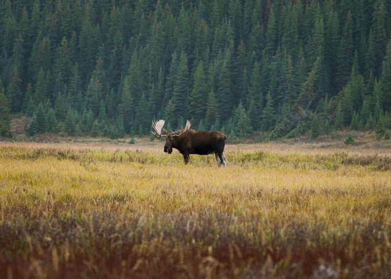PRIVATE Wilderness and Wildlife Walking Tour - 3hrs - Best seasons and realistic wildlife expectations