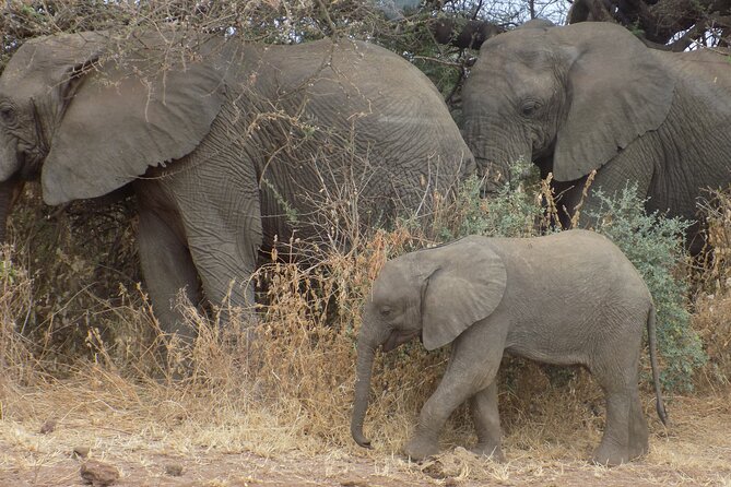 Private Wildlife Encounter at Tarangire National Park - Arriving among Tarangire’s baobabs and elephants