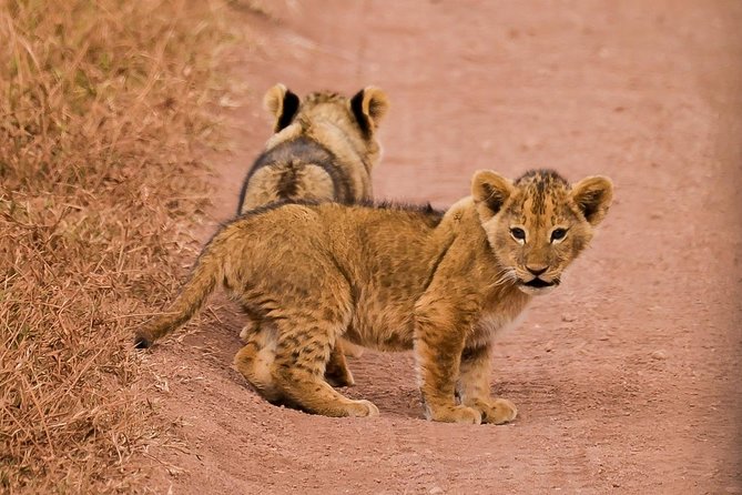 Private Wildlife Encounter at Tarangire National Park - The afternoon game drive and what you may see