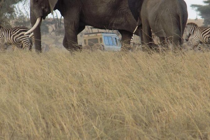 Private Wildlife Encounter at Tarangire National Park - What private guiding adds to the day
