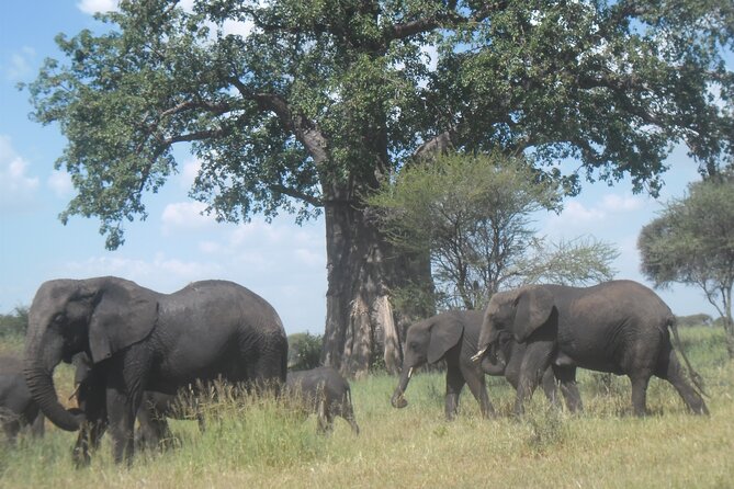 Private Wildlife Encounter at Tarangire National Park - Is $300 per person a fair value?