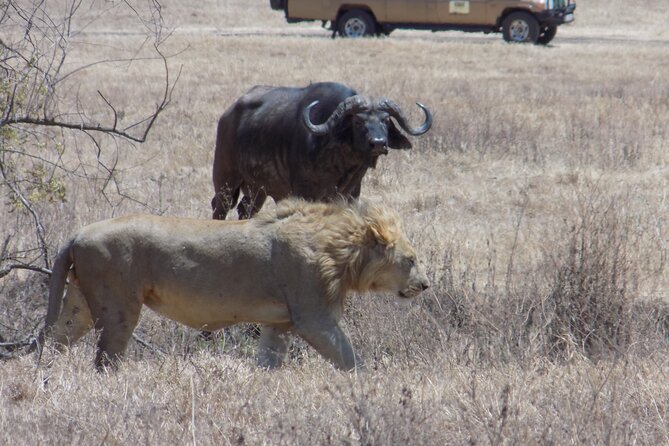 Private Wildlife Encounter at Tarangire National Park - Who should book this Tarangire day trip?
