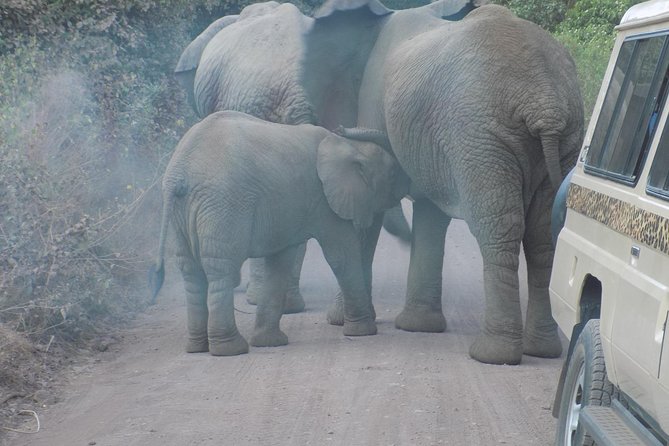Private Wildlife Encounter at Tarangire National Park - Why the Tarangire River matters