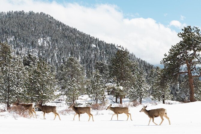 Private Winter Tour + Sledding in Rocky Mountain National Park - Alluvial Fan and frozen Horseshoe Falls