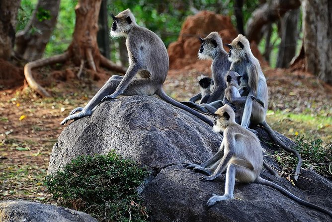 Private Yala Safari Day Trip & Exclusive Beach BBQ Dinner - A four-course BBQ beside the bonfire