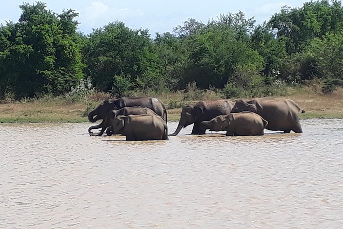 Privet One Day Udawalawe National Park Elephant Safari - Who should book this Colombo safari