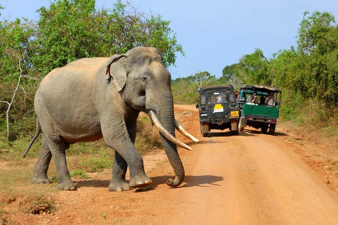 Privet One Day Udawalawe National Park Elephant Safari - What the private format does well