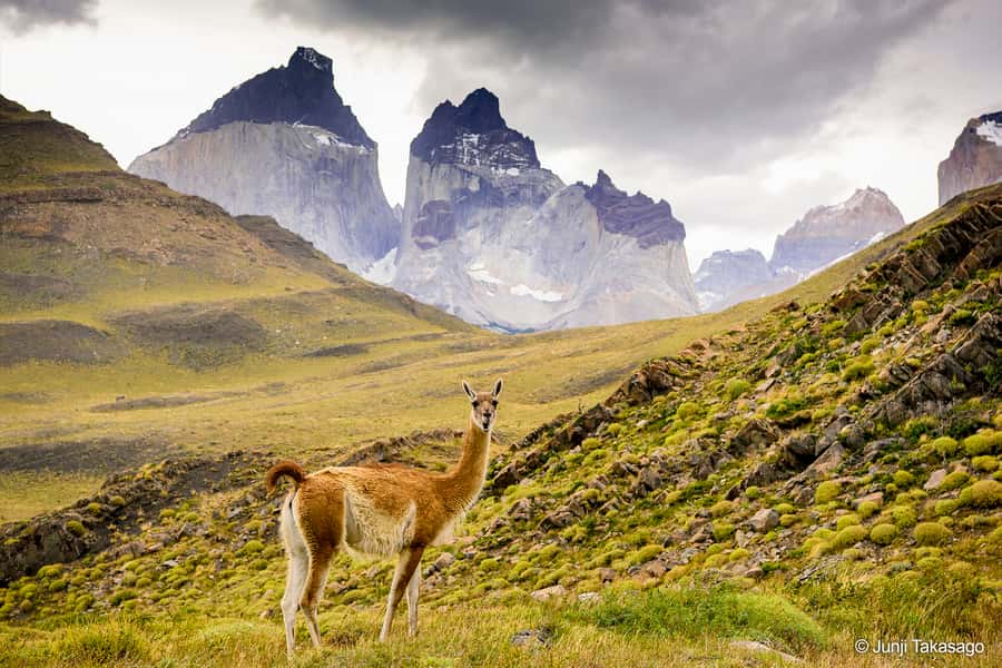 Puerto Natales: Full day tour Torres del Paine National Park - Nordenskjöld Lake and the road toward Laguna Amarga