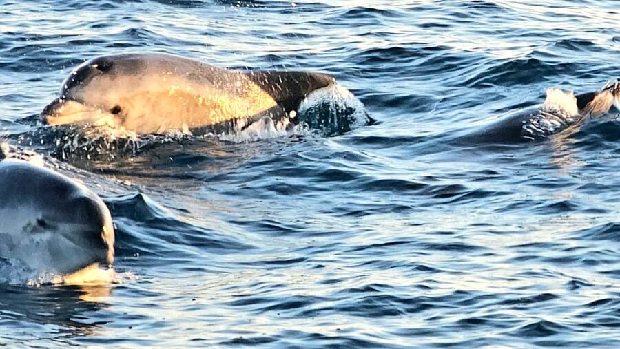 Pula: Brijuni National Park Dolphin Watching Tour w/Dinner - Is $62 a Fair Price?