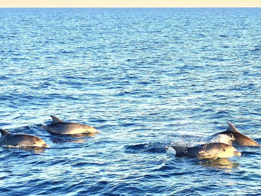 Pula: Brijuni National Park Dolphin Watching Tour w/Dinner - Who Will Enjoy This Evening Cruise?