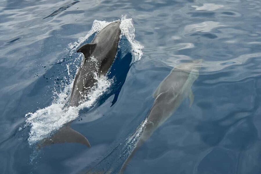 Pula: Brijuni National Park Sunset Cruise with Open Bar - The open bar and what the price includes