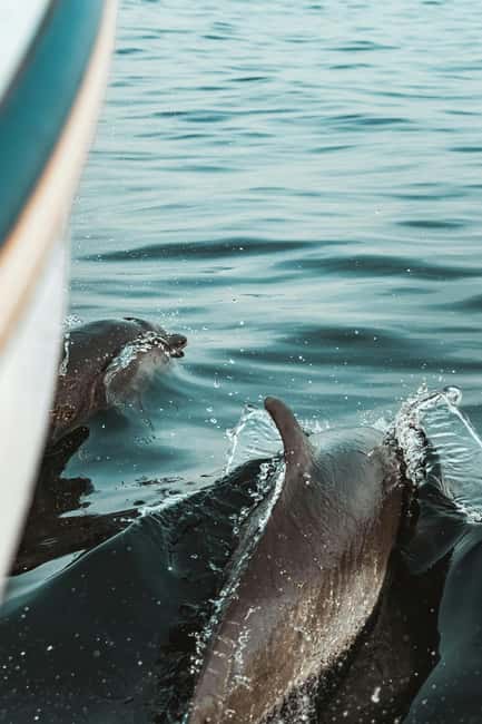 Pula: Brijuni National Park Sunset Cruise with Open Bar - Planning tips for a better evening