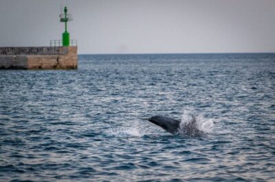 Brijuni National Park Sunset, Dolphins & Dinner Cruise